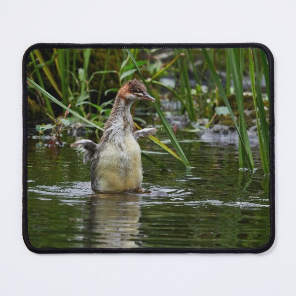 Item preview, Growing up. Common merganser designed and sold by Jouko Lehto Photography.