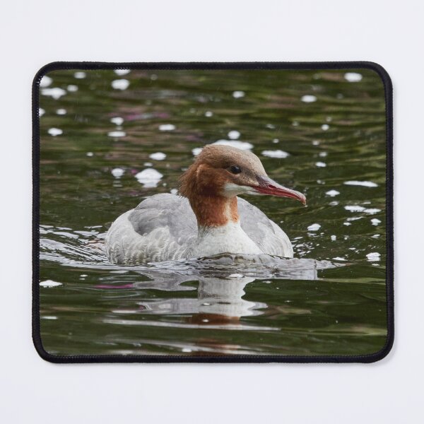 Item preview, Calm thoughts. Common merganser designed and sold by Jouko Lehto Photography.