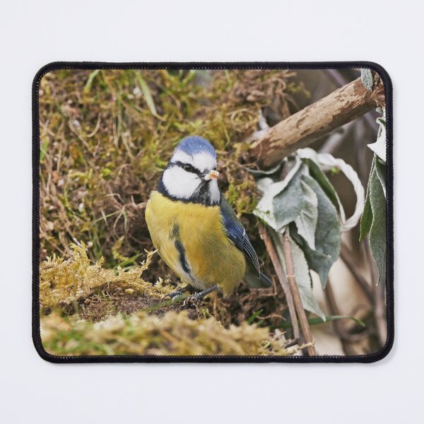 Item preview, Birds  b 9 (c)(t) by Olao-Olavia / Okaio Créations  by fz 1000 20.02.2015 designed and sold by o.okaïo.