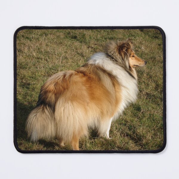 Item preview, Sable and white rough collie designed and sold by LindaCooke.