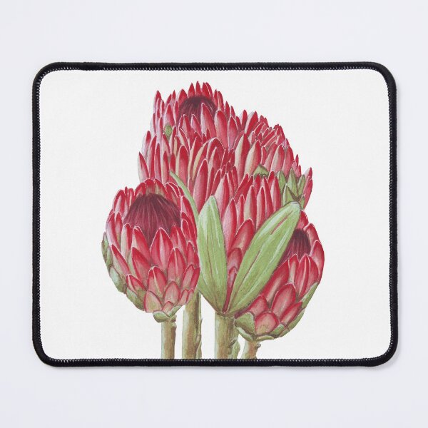 Item preview, Pink proteas in watercolor designed and sold by A Sweet  Fragrance Art.