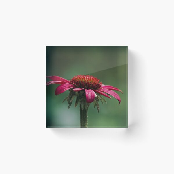 Item preview, Coneflower  designed and sold by Helen  Kelly.