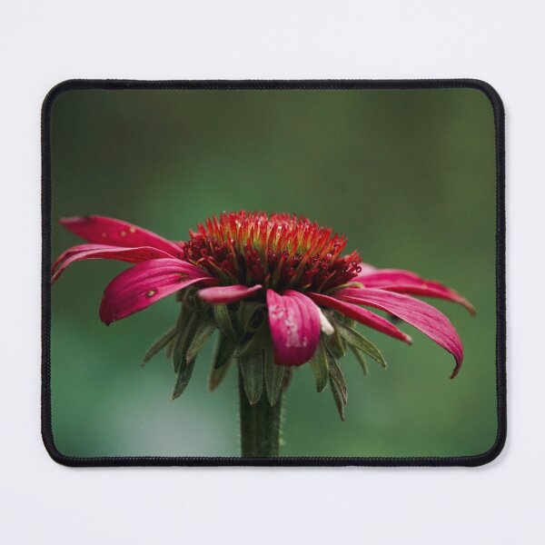 Item preview, Coneflower  designed and sold by Helen  Kelly.