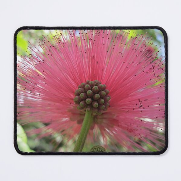 Item preview, Pink Powderpuff flower, Hawaii, photo designed and sold by Nostrathomas66.