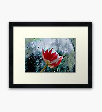 Red and White Tulip. Framed Print
