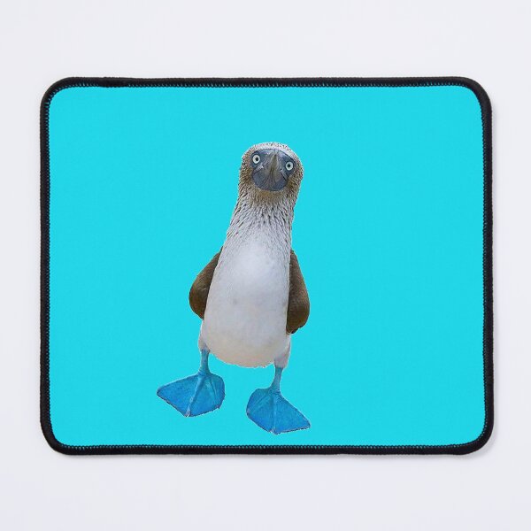 Item preview, Blue foot penguin photo designed and sold by Nostrathomas66.