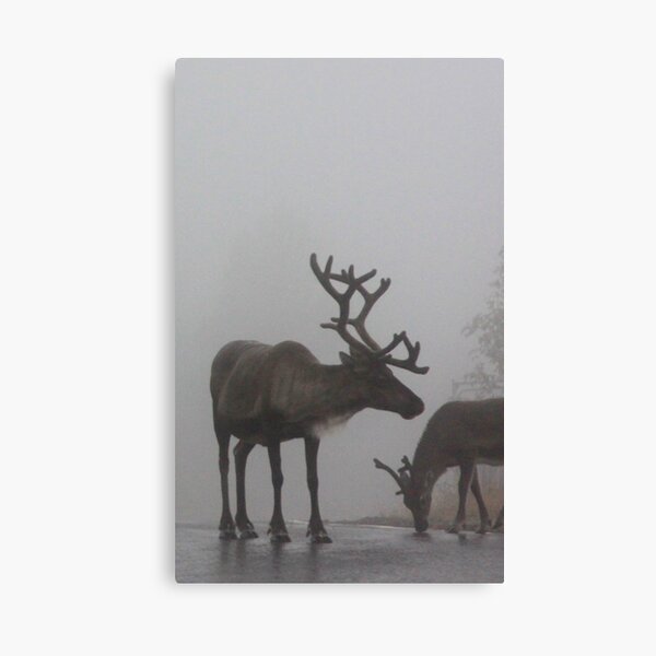 Item preview, Scottish Reindeer in the Mist designed and sold by beavo.