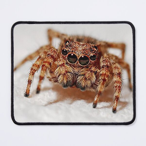 Item preview, Sally the spider with 4 eyes, photo designed and sold by Nostrathomas66.