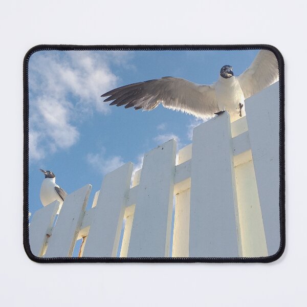 Item preview, Nassau Baha Seagull Enjoying The Sun designed and sold by SaSaBoutique.