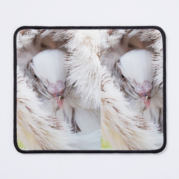 Item preview, r1368/ maj - Pigeon white cream ! photo 6 (c)(h) by Olao-Olavia / Okaio Créations designed and sold by o.okaïo.