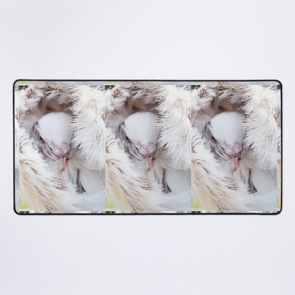 Aperçu de l'œuvre r1368/ maj - Pigeon white cream ! photo 6 (c)(h) by Olao-Olavia / Okaio Créations créée et vendue par o.okaïo.