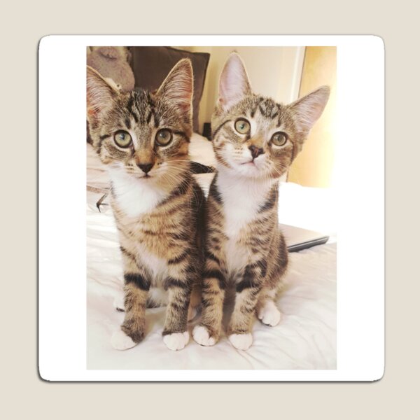 Item preview, Cats designed and sold by siimmy.