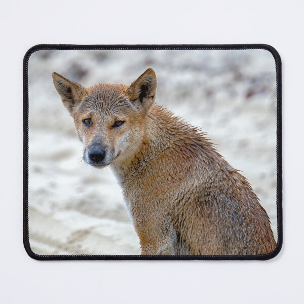 Item preview, Australian Dingo Portrait designed and sold by Catherine Reading.