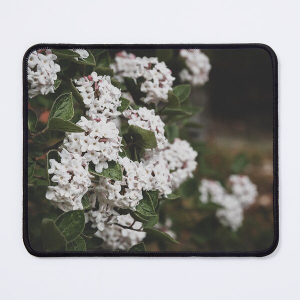 Item preview, White Viburnum Flowers in Springtime designed and sold by Amy Mitchell.