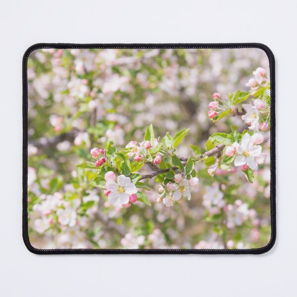 Item preview, Pastel Pink Springtime Orchard Apple Blossoms in Naramata designed and sold by Amy Mitchell.