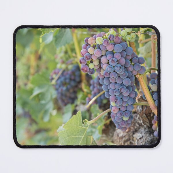 Item preview, Okanagan Vineyard Red Wine Grapes designed and sold by Amy Mitchell.