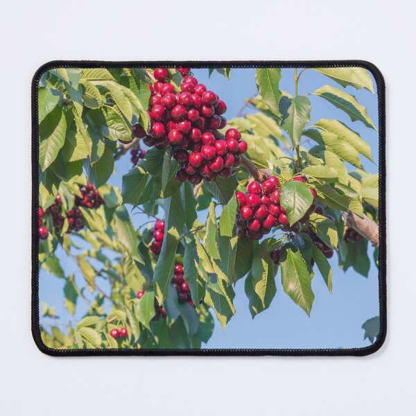 Item preview, Branches of Ripe Okanagan Cherries Blue Sky designed and sold by Amy Mitchell.