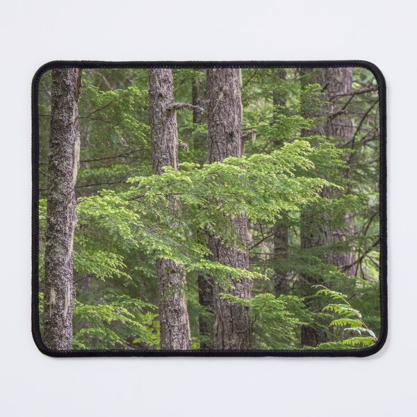 Item preview, Evergreen Forest - Manning Provincial Park designed and sold by Amy Mitchell.