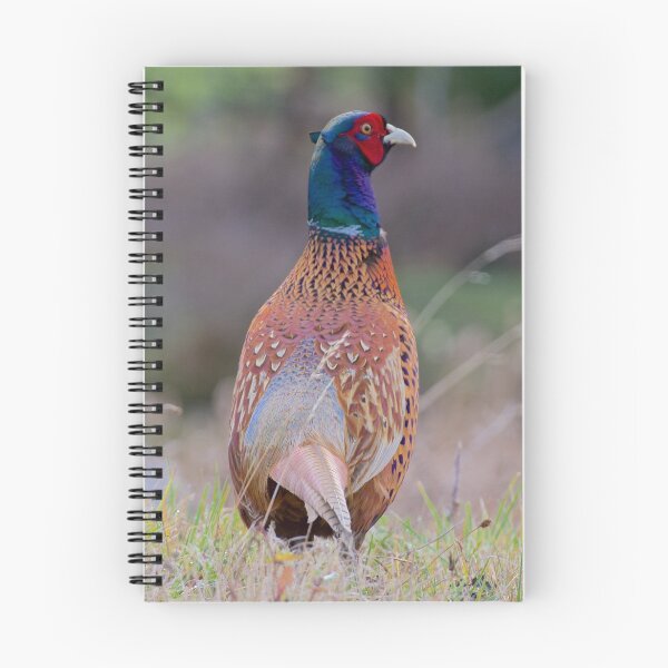 Item preview, EXOTIC ~ Common Pheasant brwtCHy6 by David Irwin designed and sold by tasmanianartist.