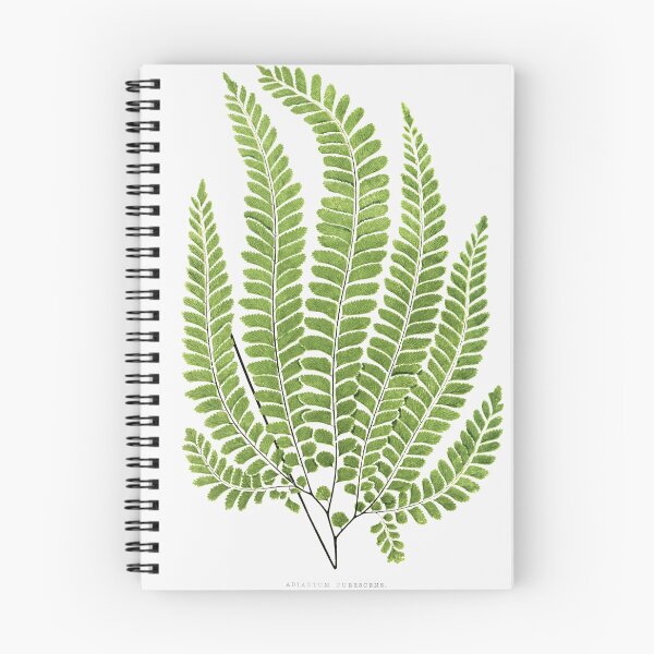 Item preview, Vintage Botanical Fern Illustration No. 2 designed and sold by maculver96.