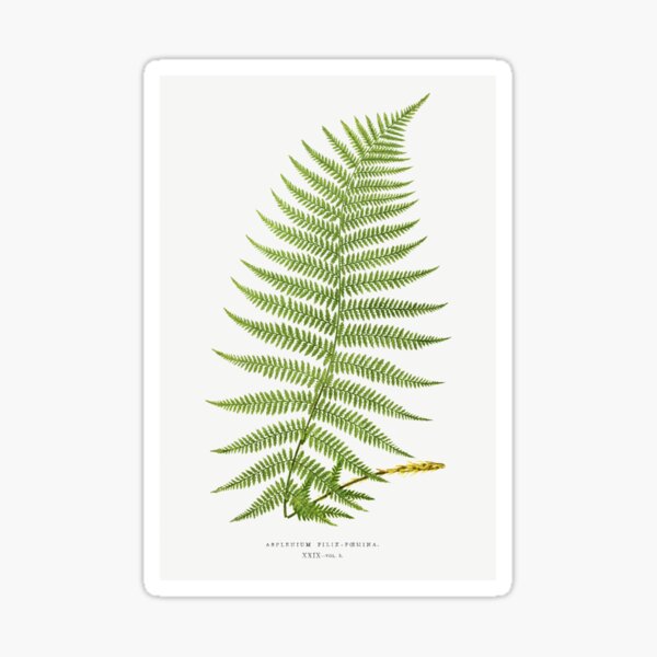 Item preview, Vintage Botanical Fern Illustration No. 3 designed and sold by maculver96.