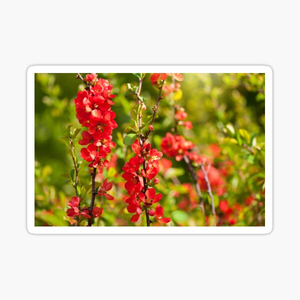 Item preview, Chaenomeles shrub red flowering designed and sold by Arletta Cwalina.