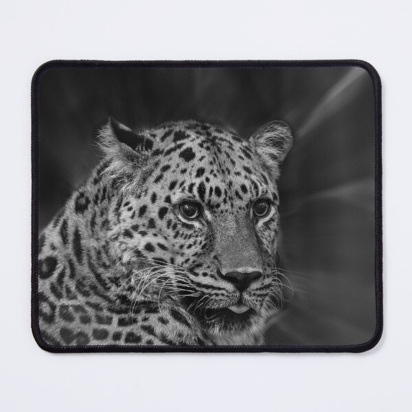 Item preview, Black and White photo of Leopard Studies Man designed and sold by KbytesOfJax Outdoor and Nature.