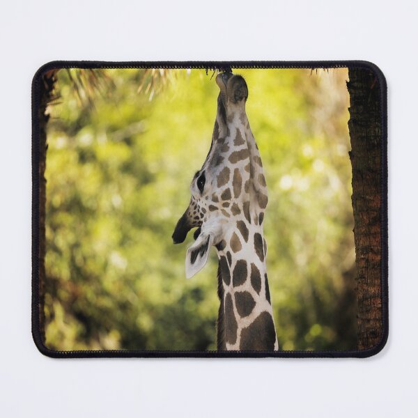 Item preview, Giraffe Reaches for Overhead Leaves designed and sold by KbytesOfJax Outdoor and Nature.