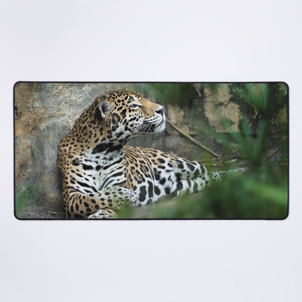 Item preview, Jaguar Sniffs the Wind designed and sold by KbytesOfJax Outdoor and Nature.