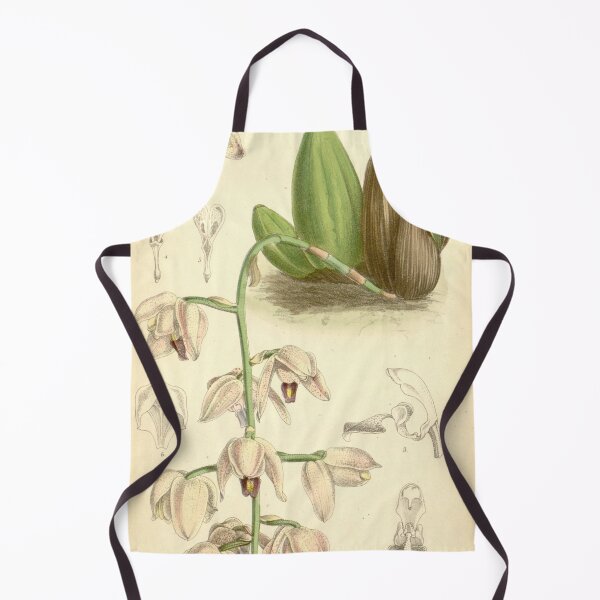 Item preview, Lacaena spectabilis Curtis' 106 (Ser. 3 no. 36) pl 6516 (1880) designed and sold by EsotericBotanic.