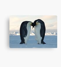Emperor Penguin Courtship Canvas Print
