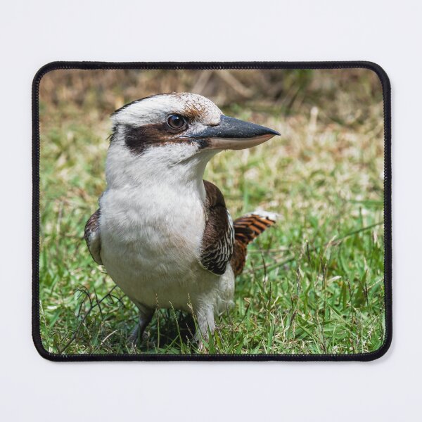 Item preview, Kookaburra designed and sold by Catherine Reading.