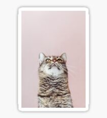 Beautiful cat looking up Sticker