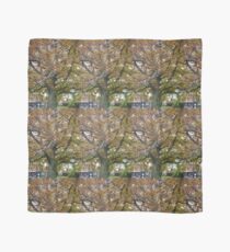 Tree, City Park, Launceston, Tasmania Scarf