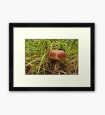 Boletus Edulis Framed Print