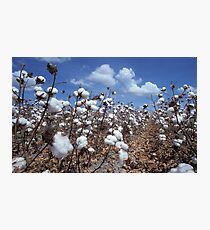 Cotton Field Photographic Print