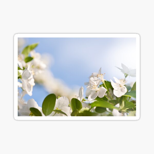Item preview, Flowering Cerasus cherry tree designed and sold by Arletta Cwalina.
