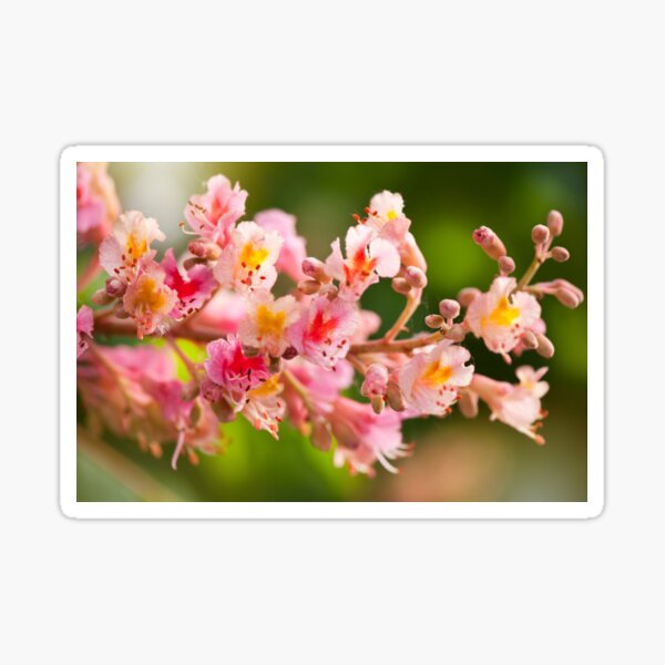 Item preview, red chestnut tree blossoms designed and sold by Arletta Cwalina.