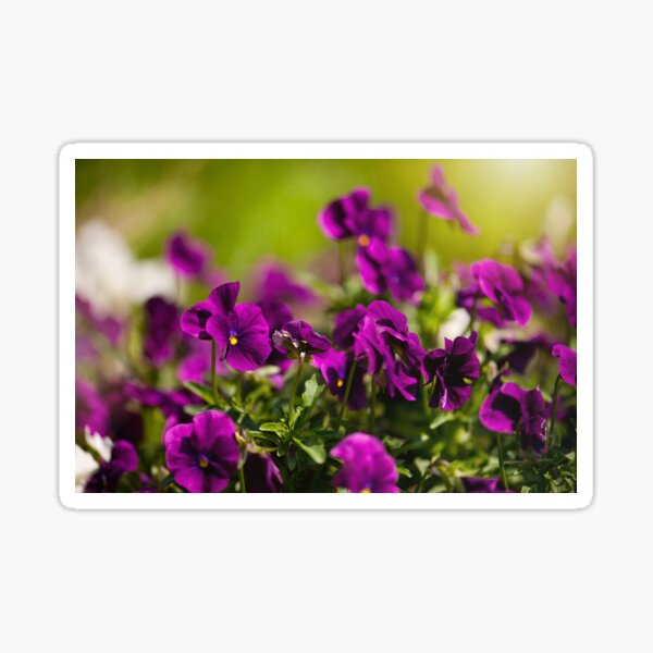Item preview, Purple pansies flowering bunch designed and sold by Arletta Cwalina.