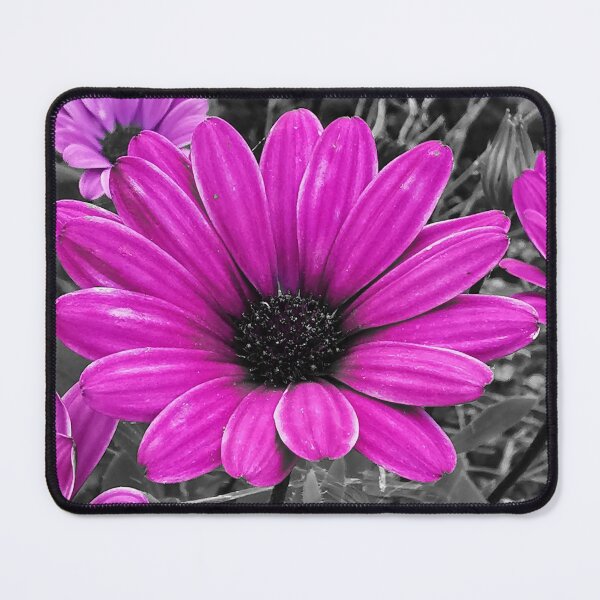 Item preview, Pink African daisy flowers designed and sold by KaisPrints.