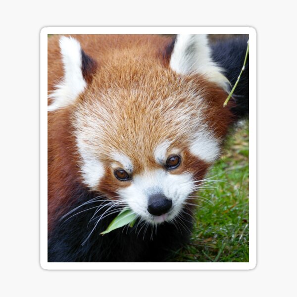 Item preview, Red Panda designed and sold by shopismo.