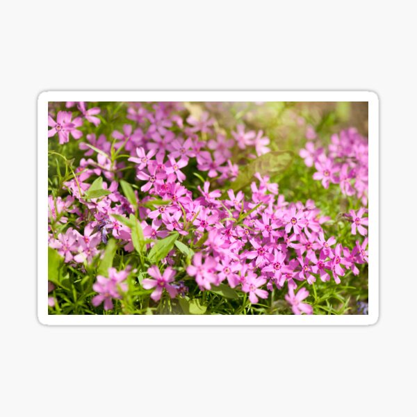 Item preview, Phlox subulata pink flowering designed and sold by Arletta Cwalina.