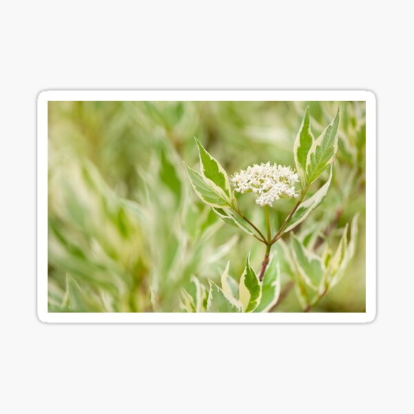 Item preview, Cornus alba flowering twig designed and sold by Arletta Cwalina.