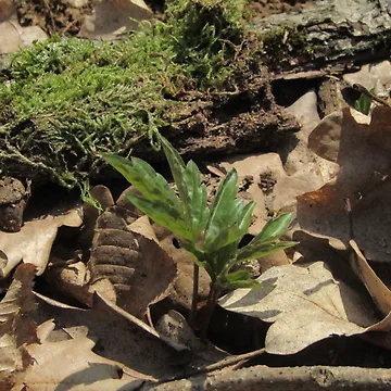 Artwork thumbnail, Macro leaf by Ricisshop