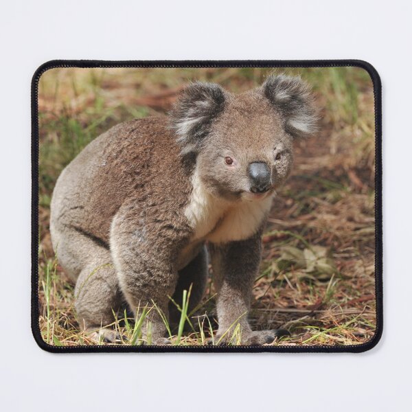 Koala on the ground Mouse Pad