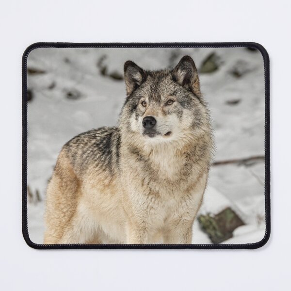 Item preview, Timber Wolf designed and sold by Michael Cummings.