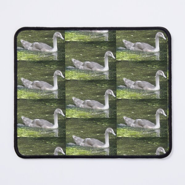 Item preview, Mute Swan Cygnet in the Sunshine Photograph designed and sold by naturegallery.