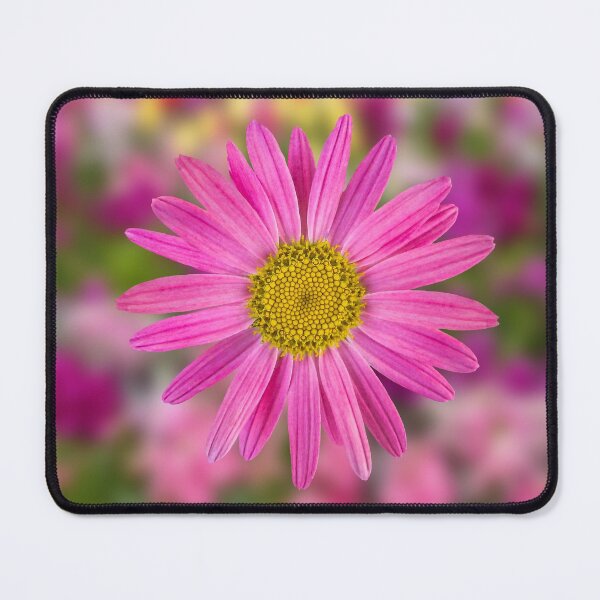 Item preview, Pink Shasta Daisy designed and sold by shotsfromthehip.