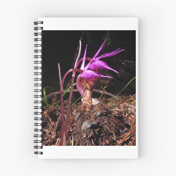 Item preview, Cicada emerging on orchid designed and sold by krissaklein.