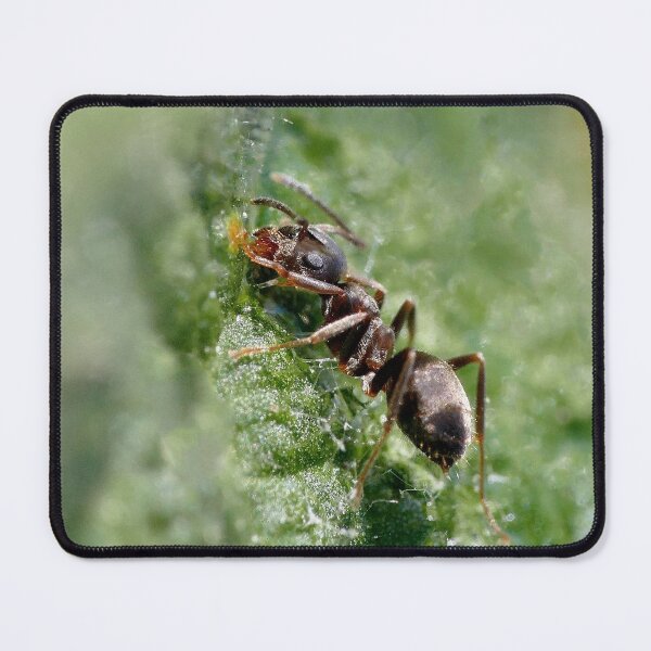Item preview, r1216/ Finition 2021 - 2 - Fourmis " Gourmande ! "  (c)(h) Olavia-Olao Okaio Créations designed and sold by o.okaïo.